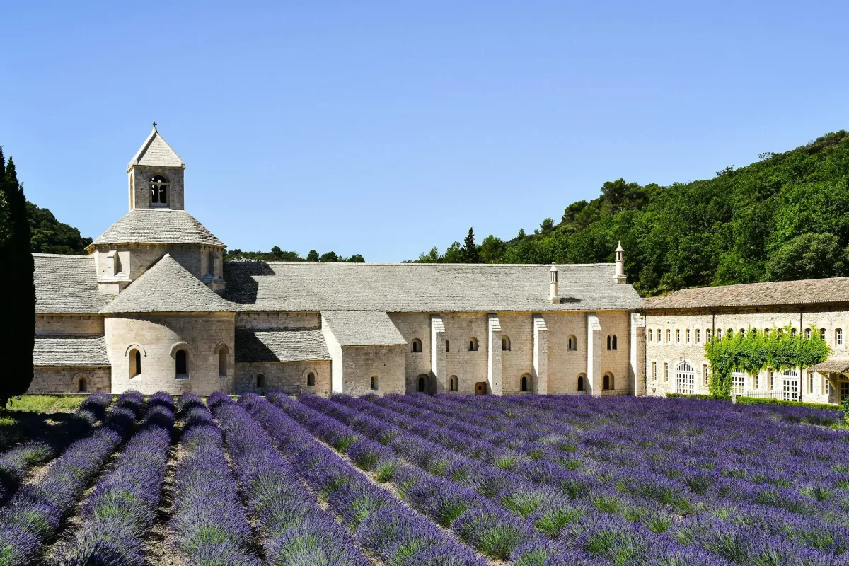 Sénanque Abbey and lavender fields near Gordes in the Luberon