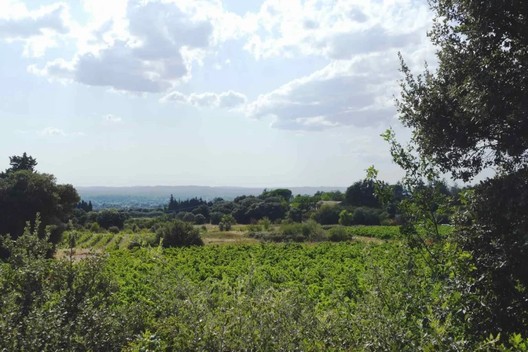Paysage et vignes à Saint-Saturnin-lès-Avignon
